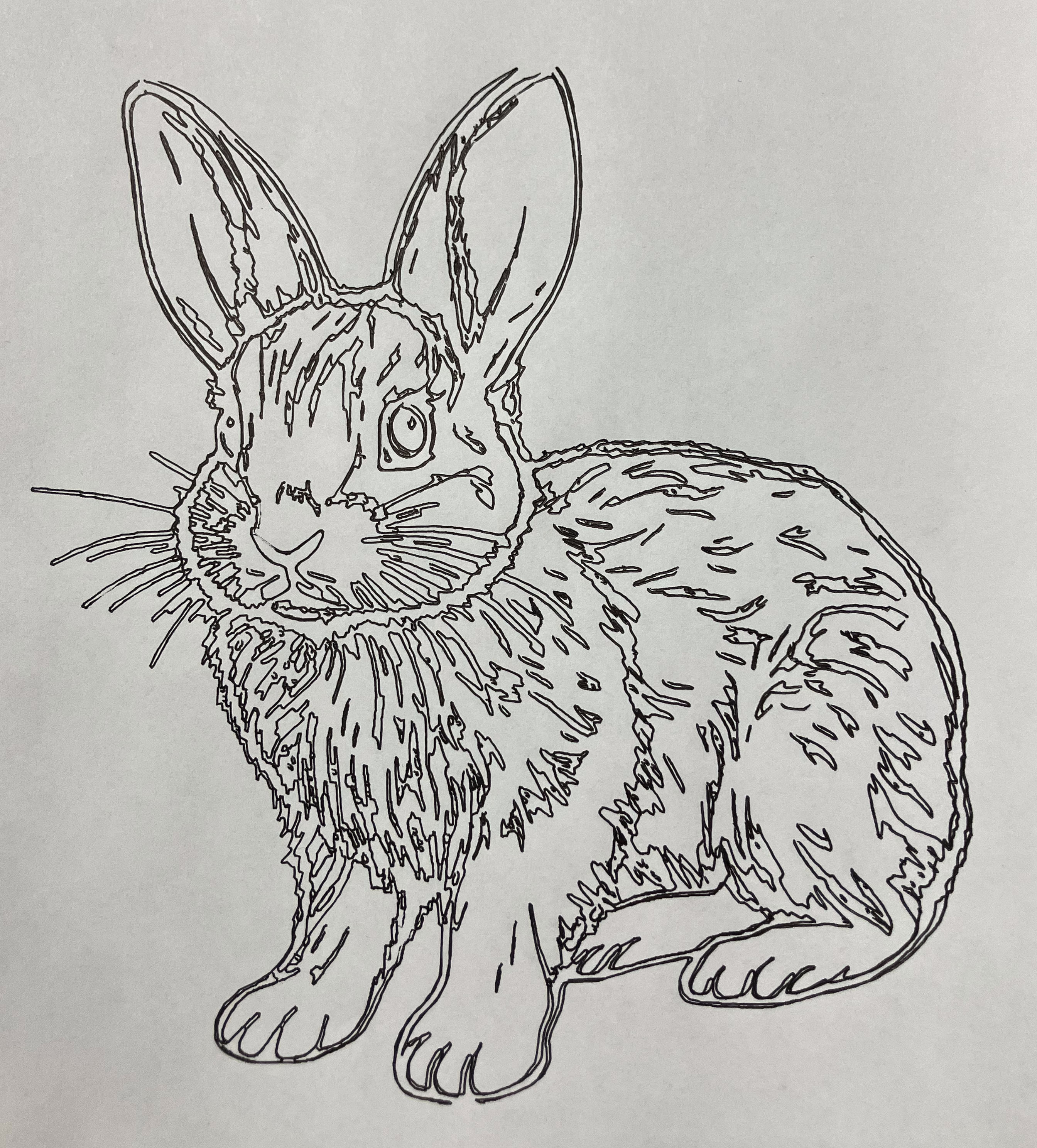 Rabbit Drawing